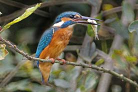 Kingfisher catching fish near the hide