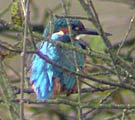 Kingfisher in bushes