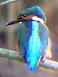 Kingfisher Aug 31st