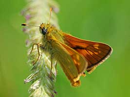 Large Skipper