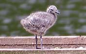 Lesser Black Backed Gull Chick