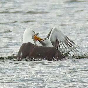 Lesser Black Backed Gull fight