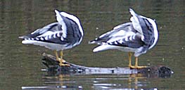 Lesser Black Backed Gulls preening in unison