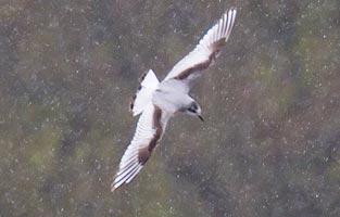 Little Gull