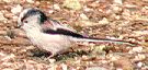 Long Tailed Tit - Jan 2000