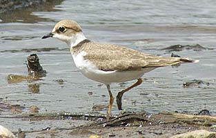 Little Ringed Plover