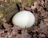Mallard Egg