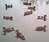 Mallards in eclipse plumage 7th July 2001