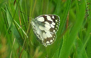 Marbled White