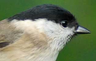 Marsh Tit