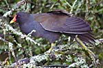 Moorhen preening