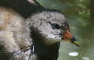 Juvenile Moorhen