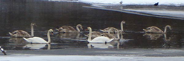 Mute Swans 