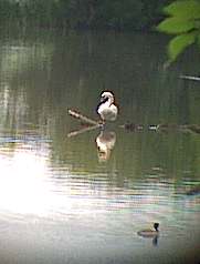 Mute Swan