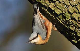 Nuthatch - Lewis Bates