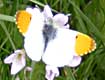 Orange Tip on Lady's Smock