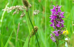 Orchid in the meadow