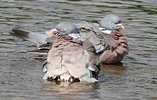 Wood Pigeons bathing