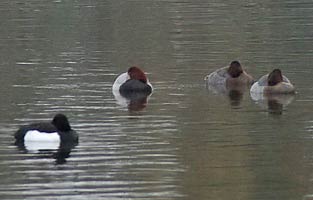 Pochard and Tufted Duck