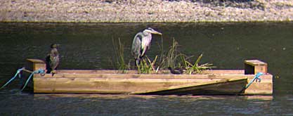 Cormorant Heron and Moorhen