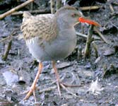 Water Rail