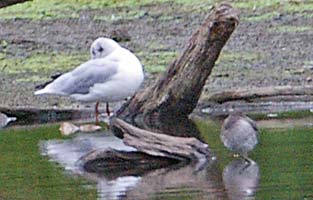 Black Headed Gull and Redshank