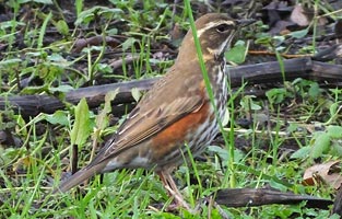 Redwing in cleared area by walkway