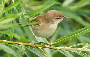 Reed Warbler