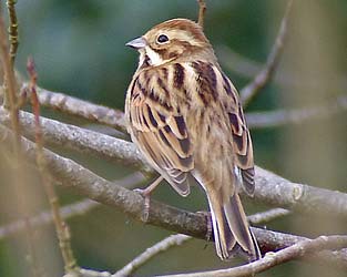 Female Reed Bunting