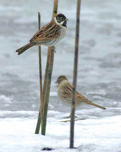 Male Reed Buntings