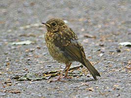 Juvenile Robin