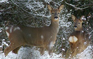 Roe Deer