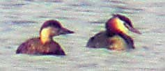 Common Scoter with Great Crested Grebe