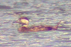 Common Scoter