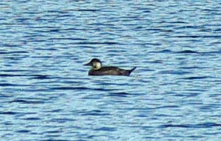 female or immature  Scoter