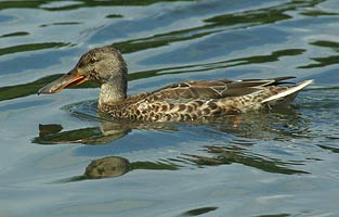 female Shoveler