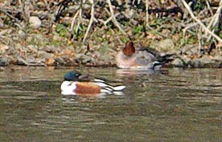 Shoveler and Wigeon