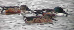 3 of the 5 Shoveler at the res today