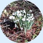 Snowdrops - February 2000