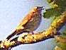 Song Thrush 19th Feb 2001