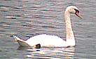 One of the pair of swans