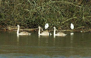 swans and egrets