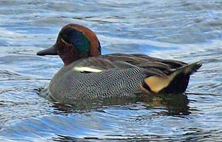 Male Teal