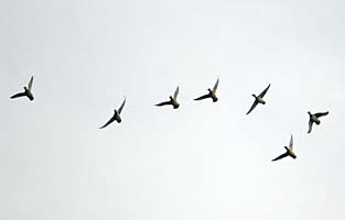 Teal in flight