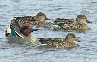 Teal Displaying