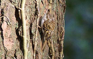 treecreeper