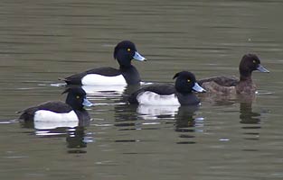 4 of the 6 Tufted Duck present today