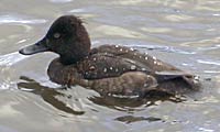 Tufted Duck in feeding area