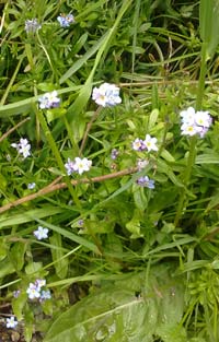 Water Forget-me-not