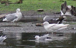 Albino Gull